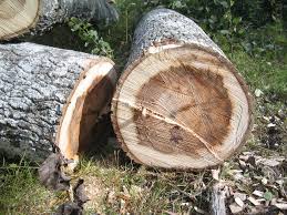 Tree Service Ogden Image